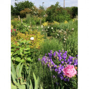 Rencontre "Visite automnale des jardins"